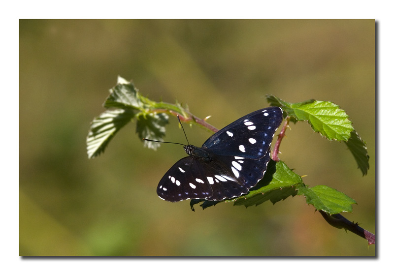 Limenitis reducta m.