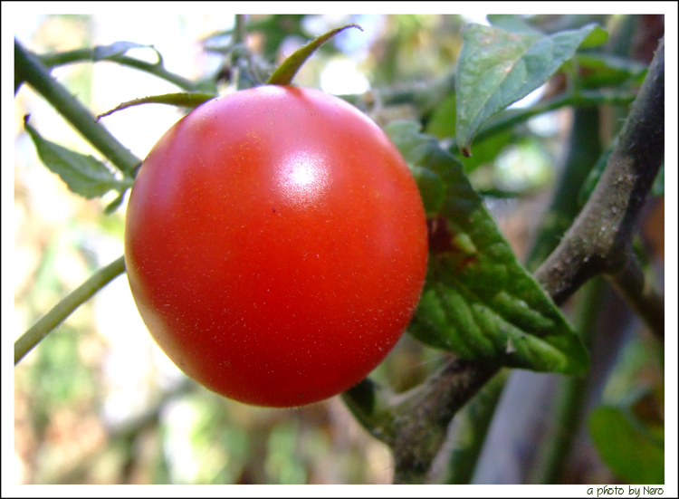 Il Rosso frutto della Terra