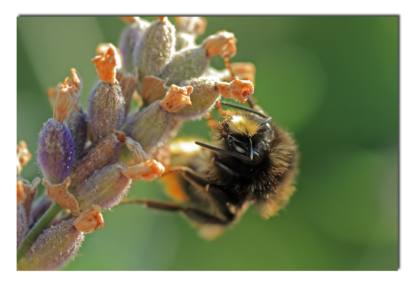 sempre meno cibo....