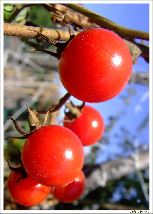Rosso Pensiero di Cupidigia