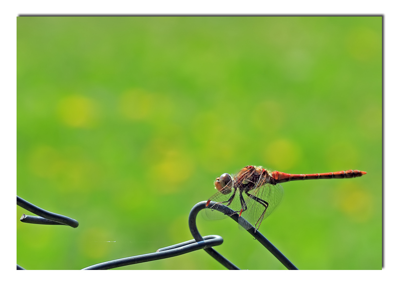 dimentichiamoci questa citt� (v. Rossi)