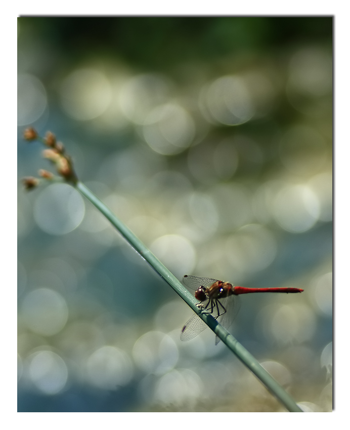 Luce (Tramonti a nord est) (Elisa)