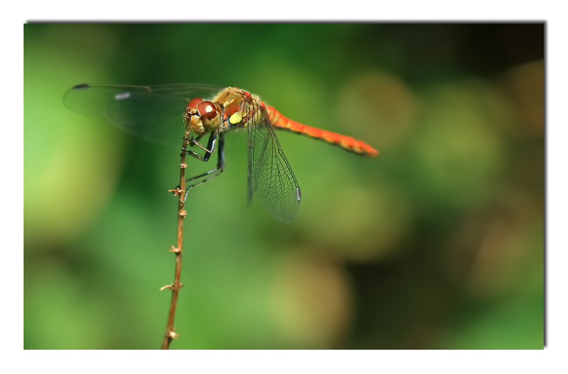 pregher�... (A.Celentano)