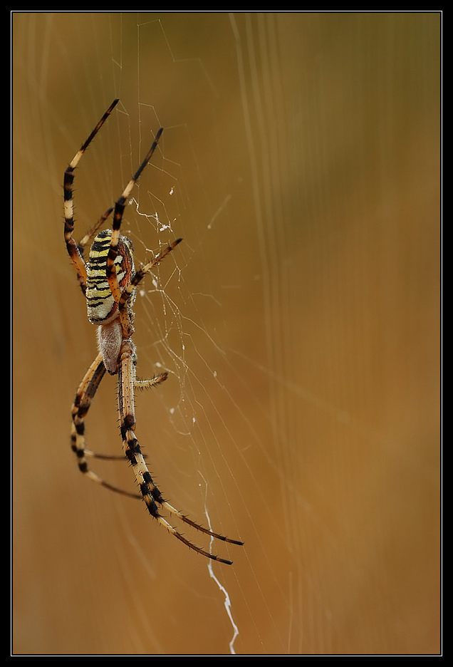 Argiope bruennichi