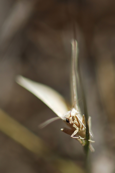 Aggrappata ad un Filo d'erba