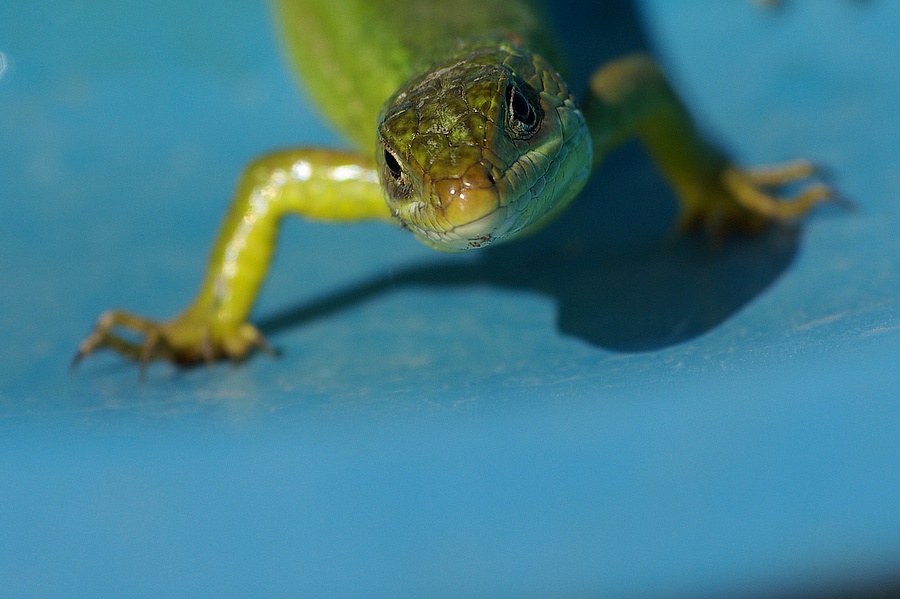 Sei cascato nella bacinella beccati sta foto