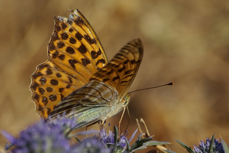 Sei bella anche cos�