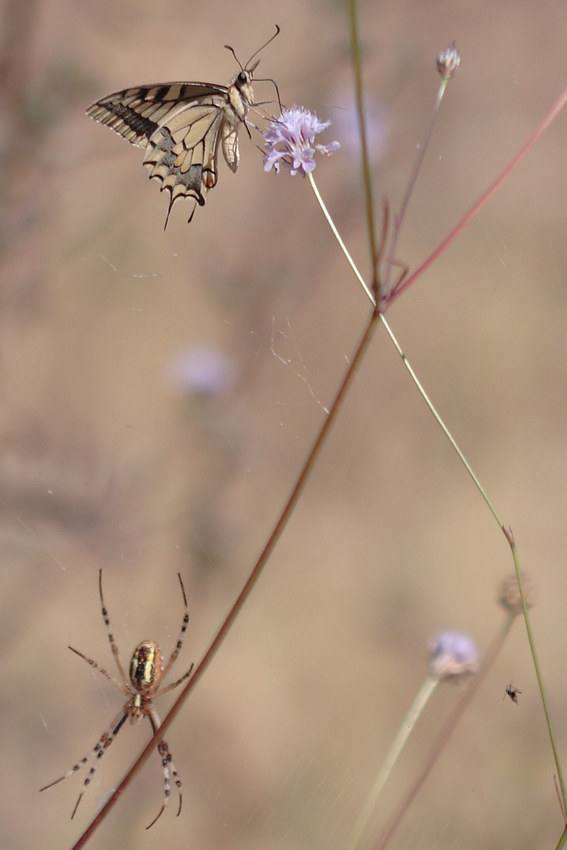 il pericolo � in basso