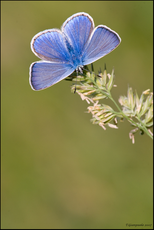 gli ultimi tepori (licenide)