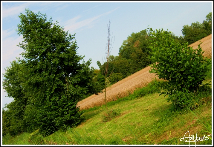 Quell'alberello sta pensando: "Oggi vinco io!"