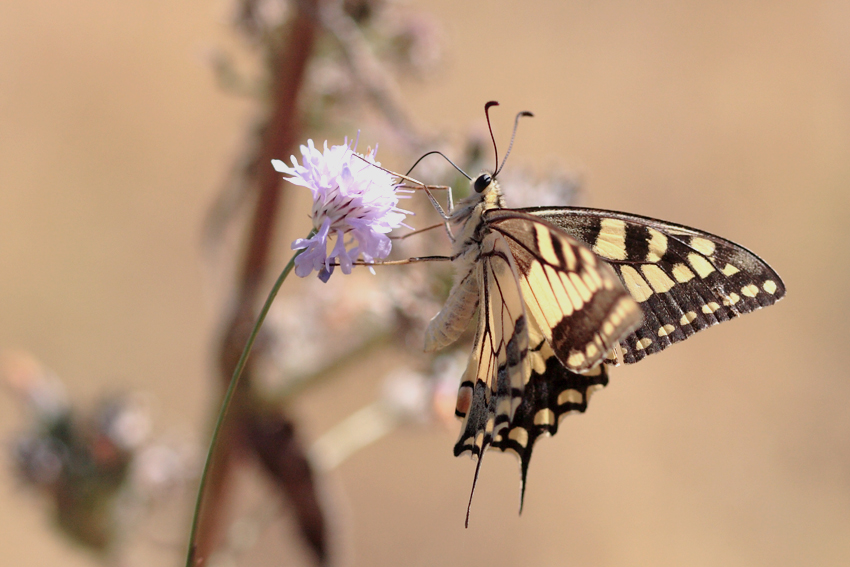 macaone a fine estate