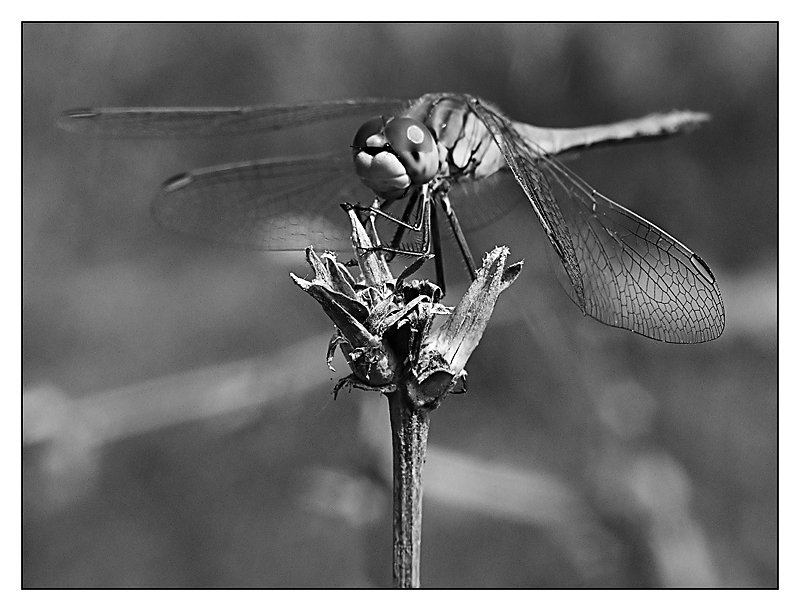 ::: ANCORA TU??? :::