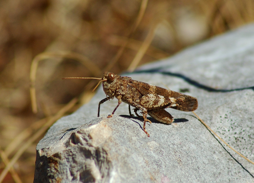 salta... salta... no non salta...