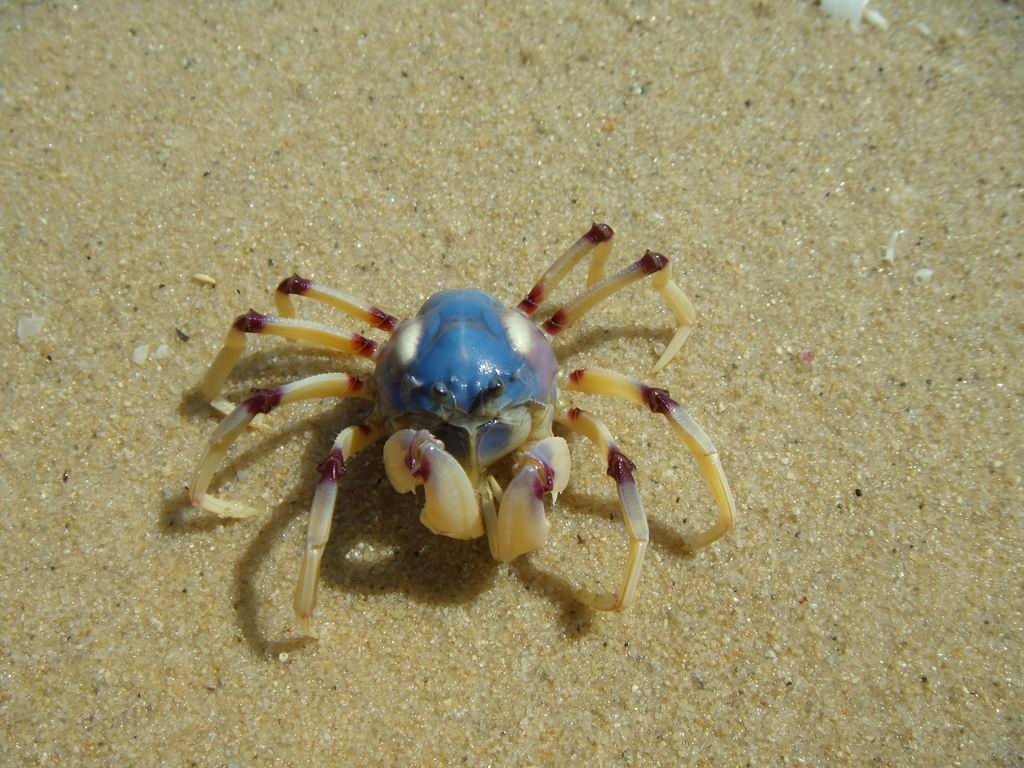 ....granchietto...blu!