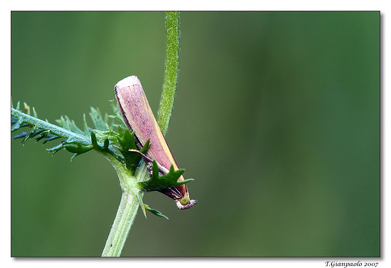 non s'h� il nome ma � simpatico