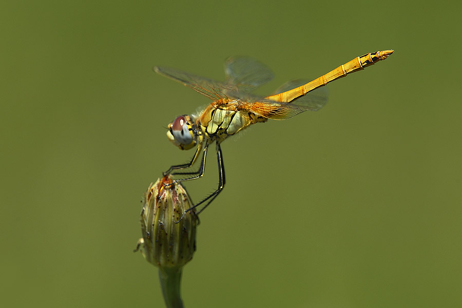 Sympetrum