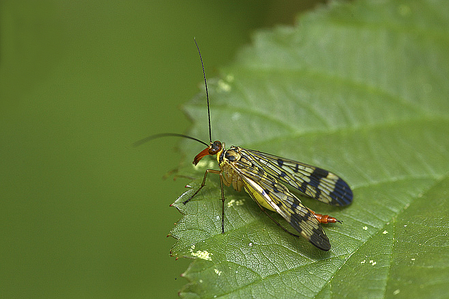 Mosca scorpione