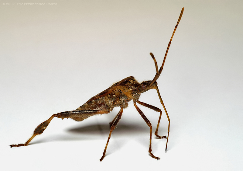 Potrei avere una coca?