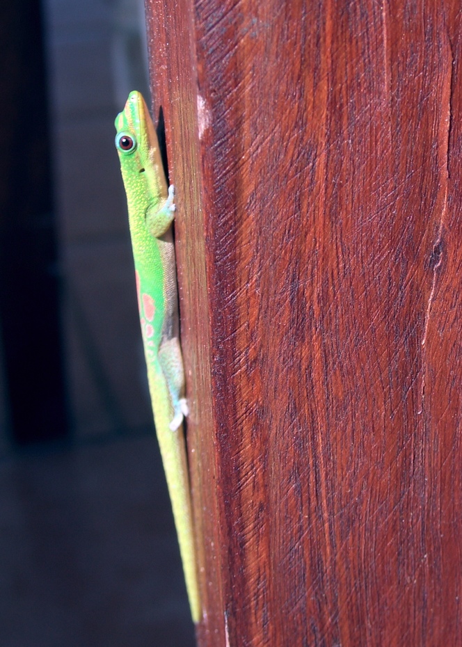 Geko