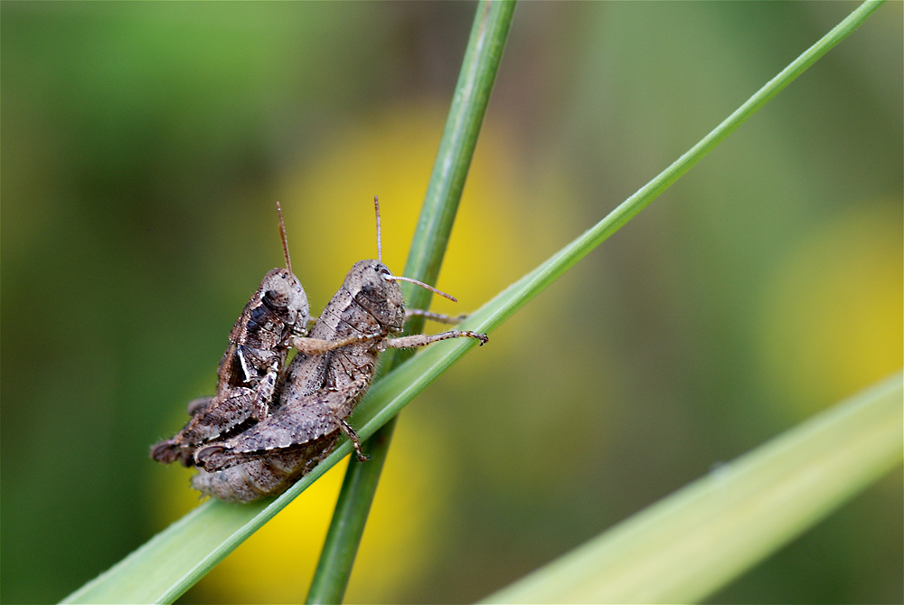 Linee e sovrapposizioni