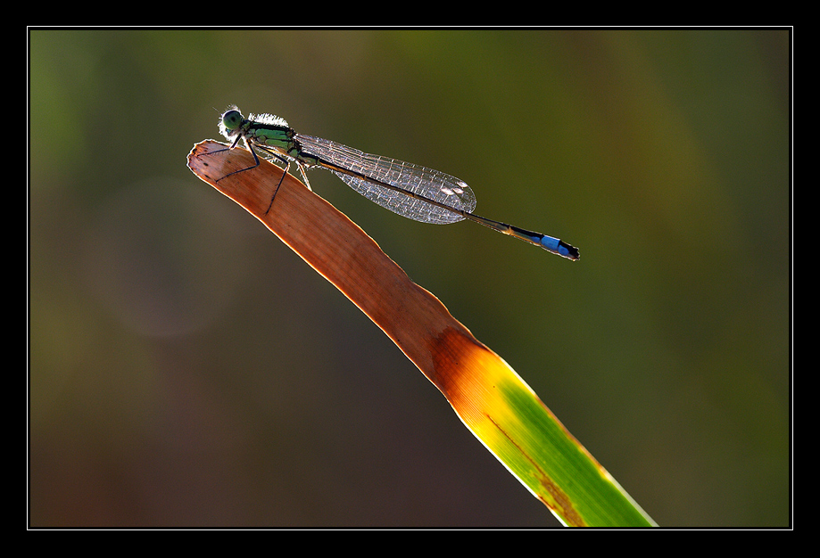 Quell'ultimo raggio di sole.