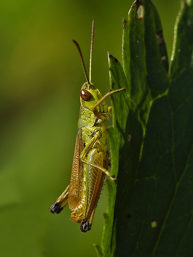 Ricordando Pinocchio