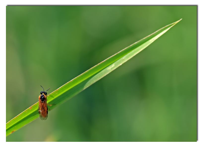 Cado gi� (S. Bersani)