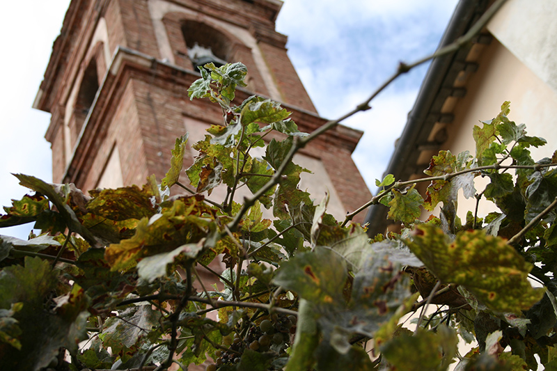 Campanile nell'uva