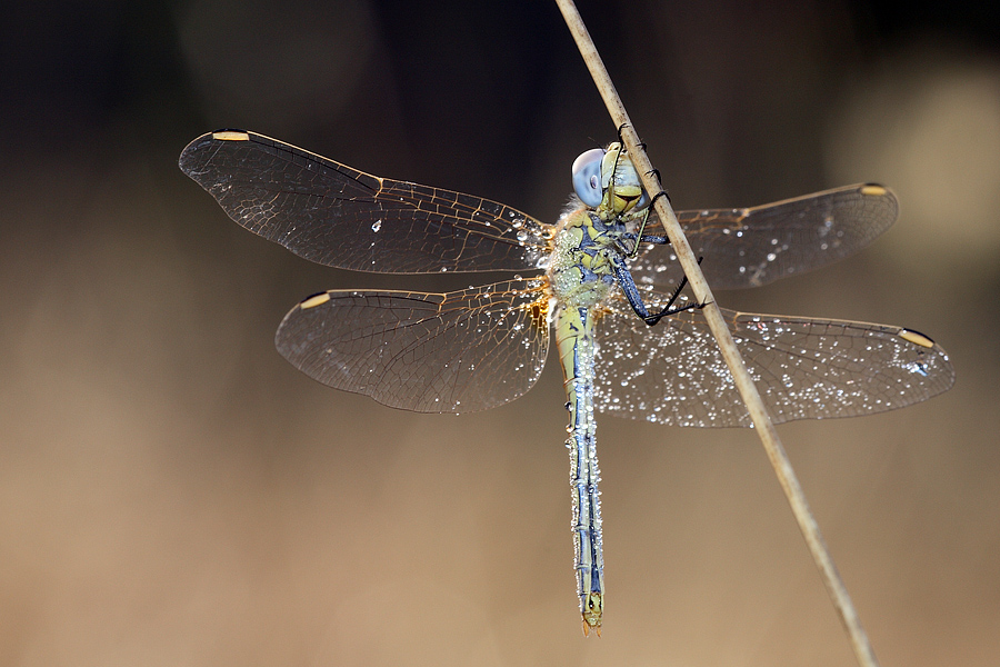 aspettando il principe azzurro