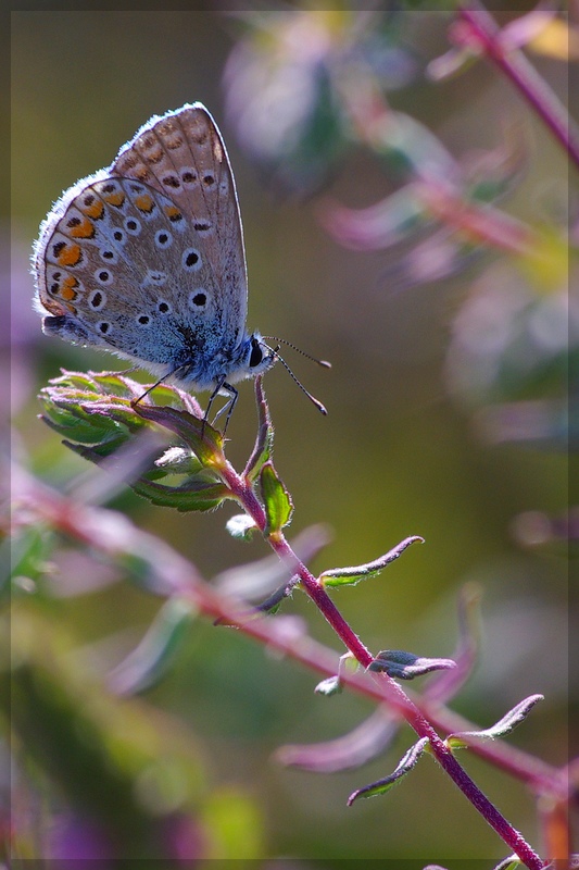 serie 3/4 controluce
