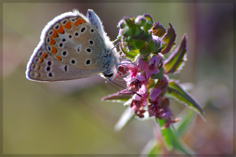 serie 3/4 controluce