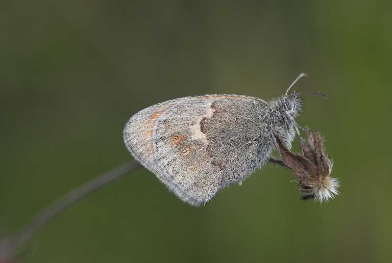 ...- Farfallina dormiente -...