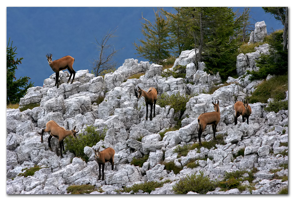 Camosci in girotondo.