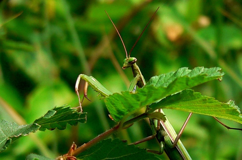 la mia prima mantide