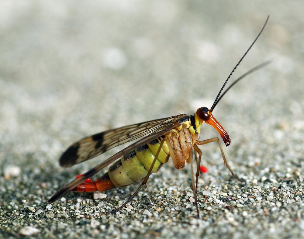 Mosca scorpione