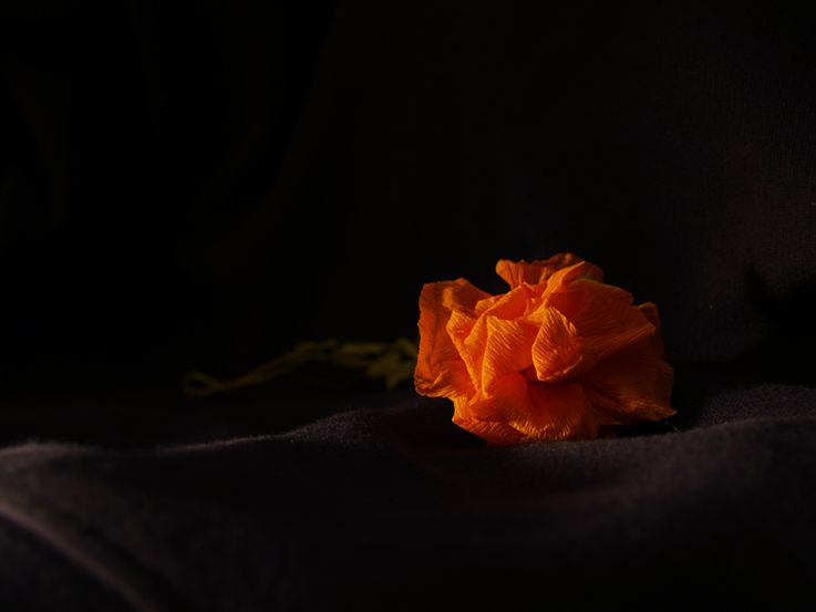 Ti regalo un fiore...