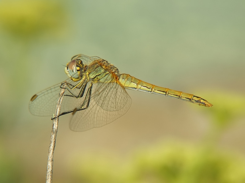 per fondo la sardegna 1