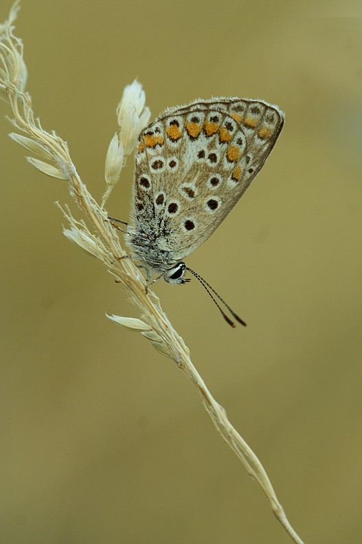 farfallina....