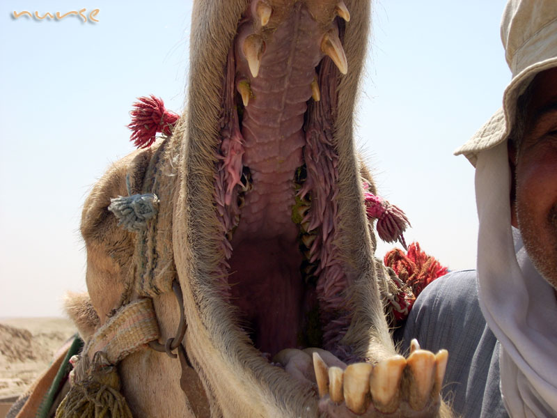 che bocca grande che hai.... chi � il dentista?