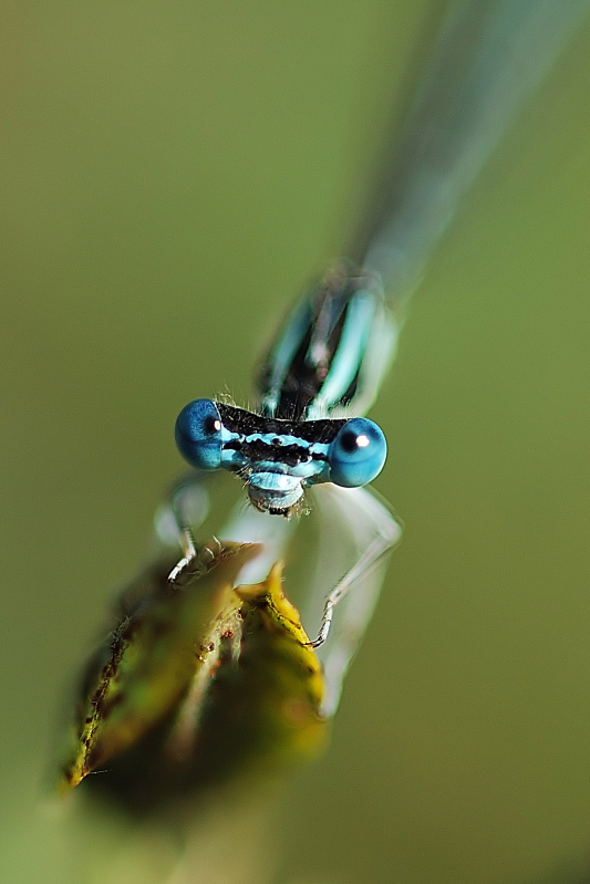 Occhi di Libellula (18 foto)
