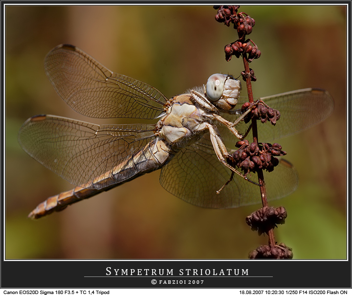 Un pezzo... da 90 II