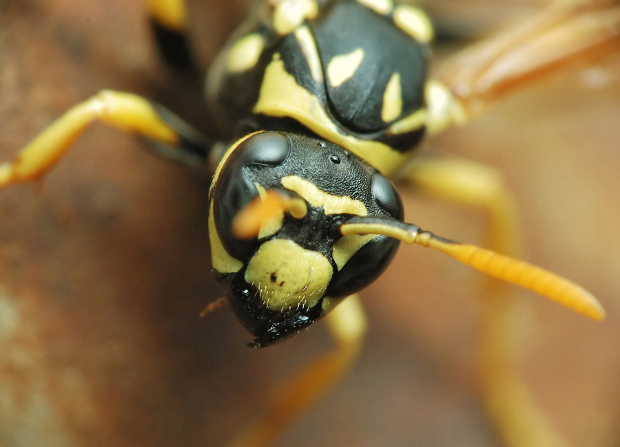 vespa con obiettivo artigianale