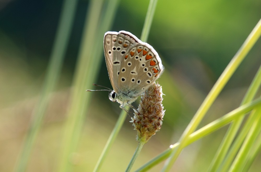 Licenide su stelo d'erba