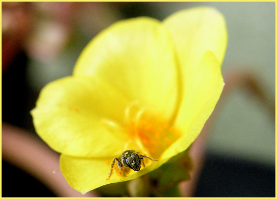 La signora in giallo