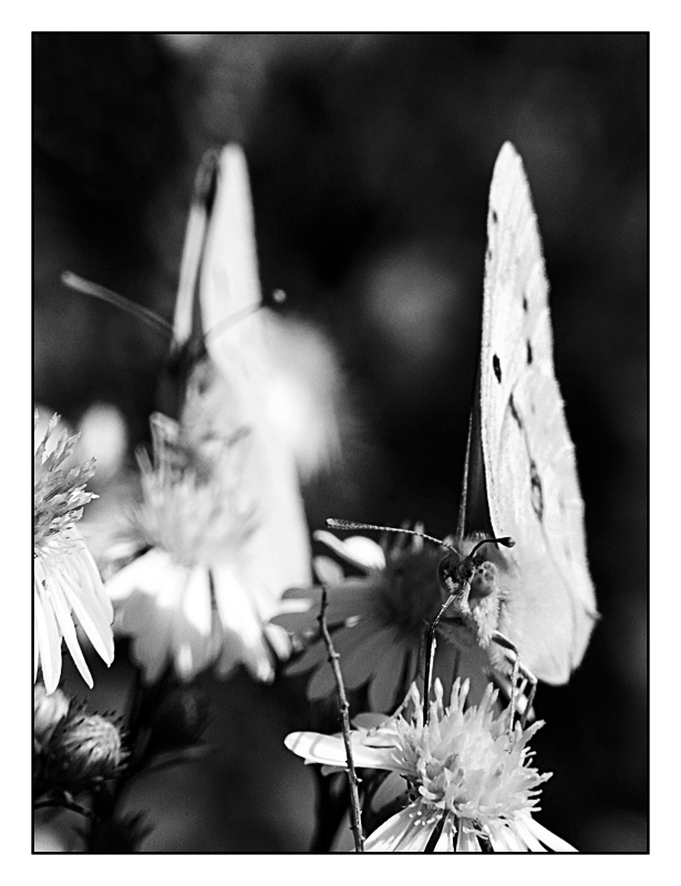 ::: DOPPIO COLPO :::