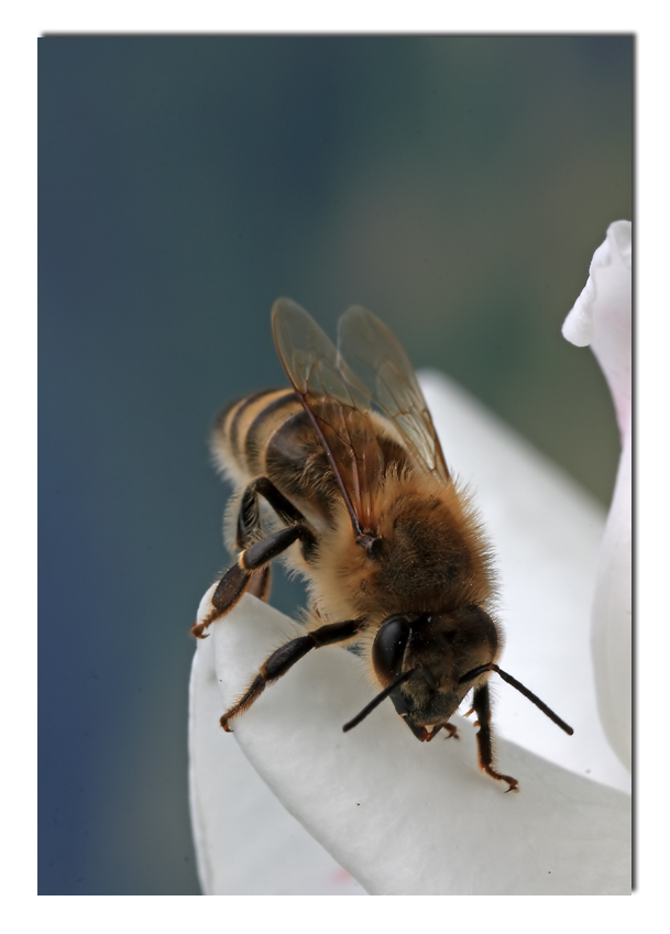 In ginocchio da te (G. Morandi)