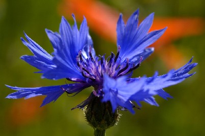 fiore6