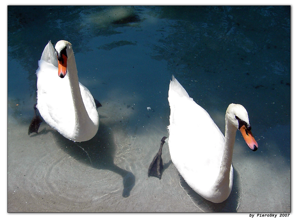 Cigni e .....