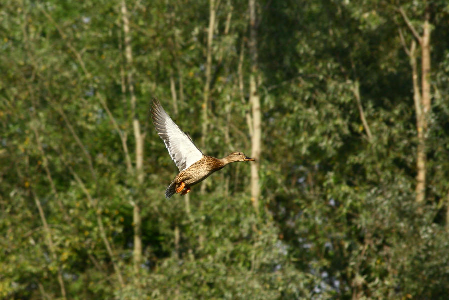 anatra in volo