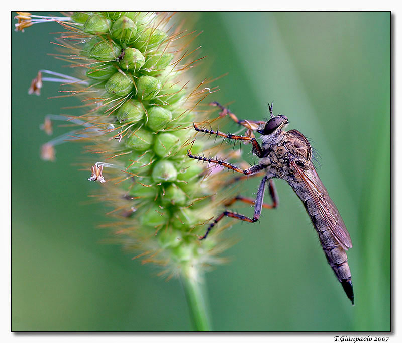 aspettando (asilide)